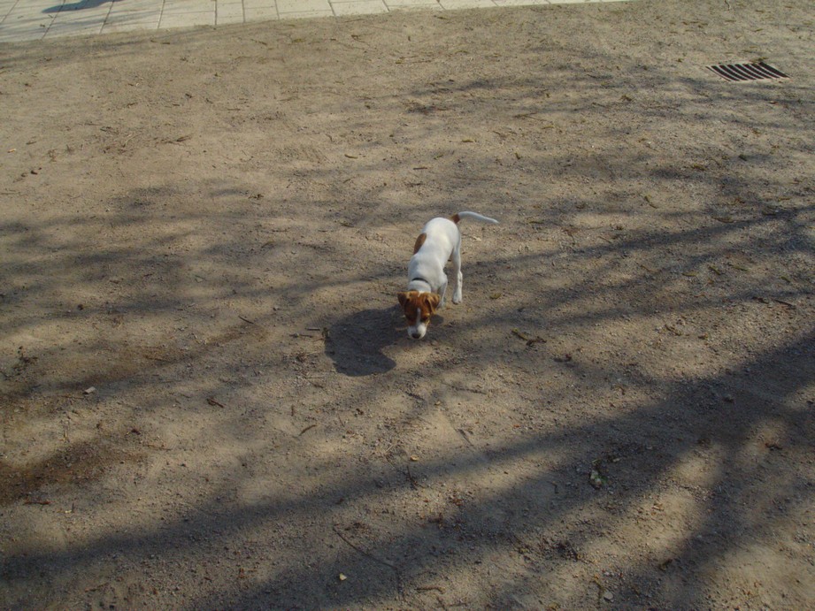 The only dog in Sweden The only dog in Sweden